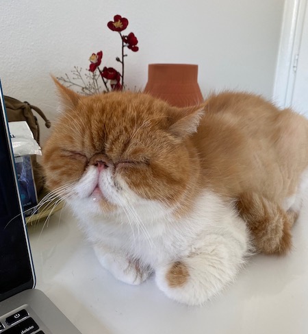 Photo of Tito a Red and White Exotic Shorthair Persian Cat who needs a home