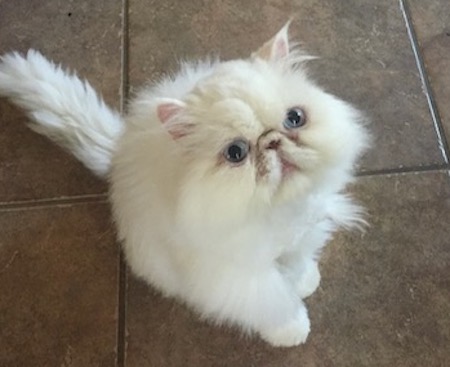 Photo of Marie a white Persian cat who needs a home