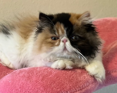 Photo of Autumn a Calico Persian cat who needs a home