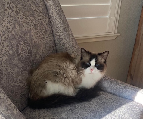 Photo of Chica a Sealpoint Ragdoll cat relaxing in her chair