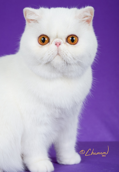 Photo of Pookie a white Persian cat who needs a home