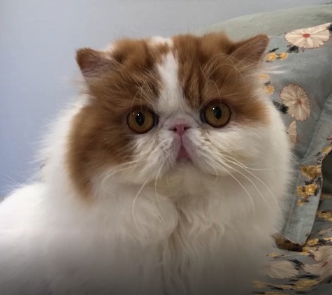 Photo of Smidgen a Red and White Persian cat who needs a home