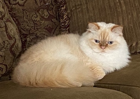 Photo of Dash a Flame Point Himalayan who needs a home