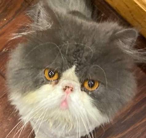 Photo of Davy Jones a Grey and White Persian cat who needs a home