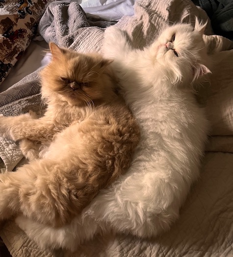 Photo of Monty and George Persian Cats who need a home