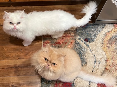 Photo of George and Monty Persian cats who need a home