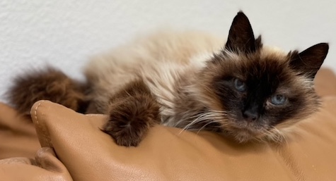 Photo of Ginger a Seal Point Himalayan cat who needs a home