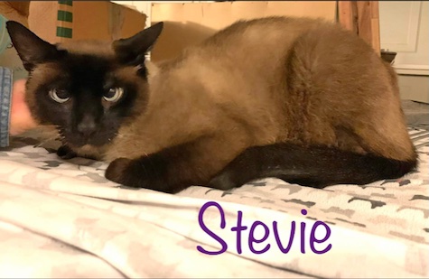 Photo of Stevie a Seal Point Siamese Cat who needs a home