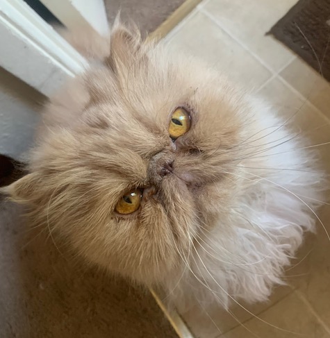 Photo of Joey a Cream Persian cat who needs a home