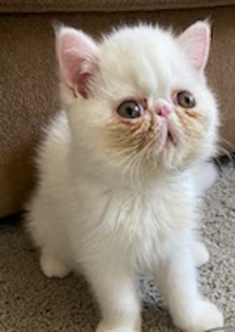Photo of Antoine a White Persian cat who needs a home
