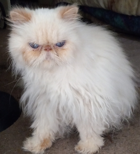 Photo of Boogaloo a Flame Point Himalayan Cat who needs rescue