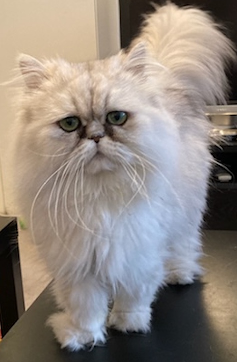 Photo of Georgie a Silver Shaded Persian cat who needs a home
