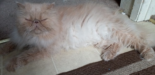 Photo of Joey a Cream Persian cat relaxing