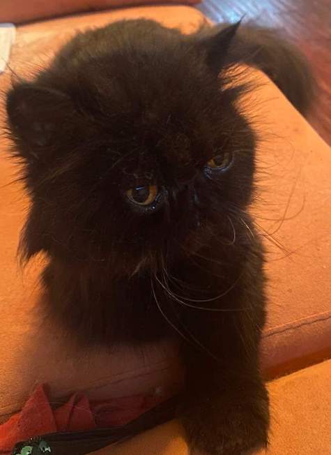 Photo of Ebony a Black Persian cat who needs a home