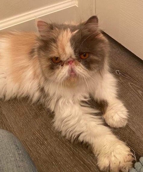 Penelope Adopted September 2022 Persian And Himalayan Cat Rescue