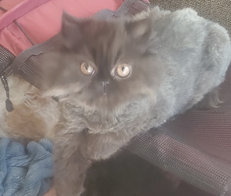 Photo of Syren a Gray Persian Kitten who needs a home