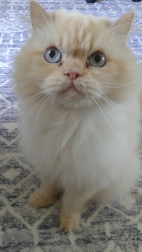 Photo of Leo a Flame Point Himalayan cat who needs a home