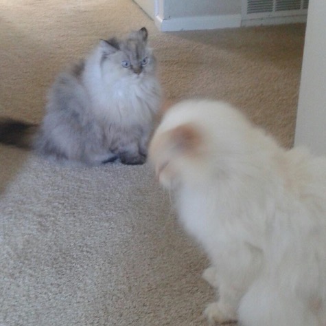 Photo of Sasha and Leo a pair of Persian Cats who need a home