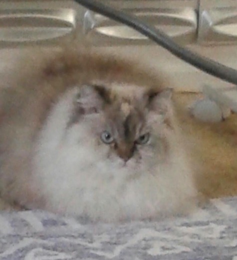 Photo of Sasha a Tortie Point Himalayan cat who needs a home