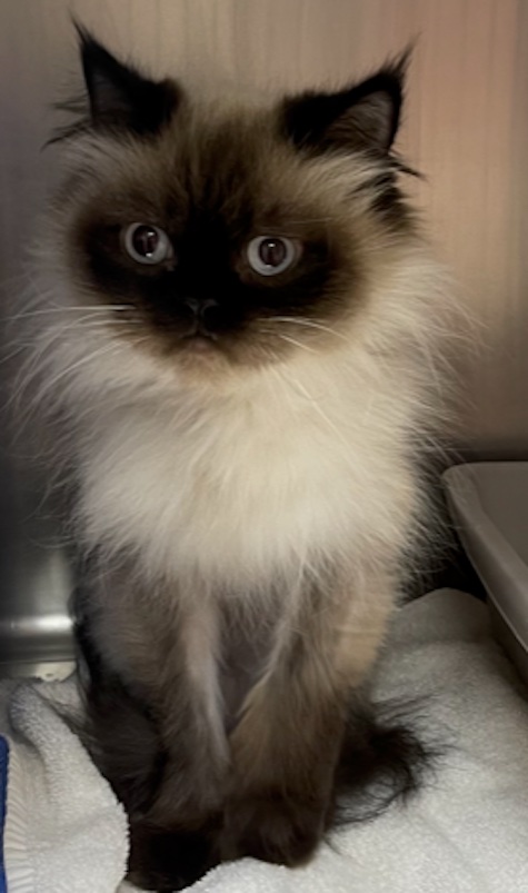 Photo of Pearl a Himalayan cat who needs a home