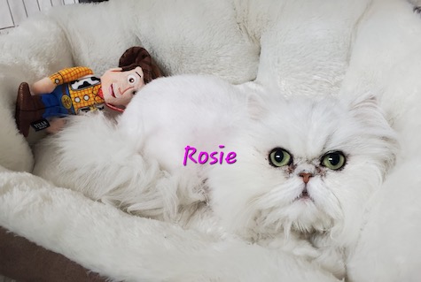 Photo of Rosie a Shaded Silver Persian cat who needs a home