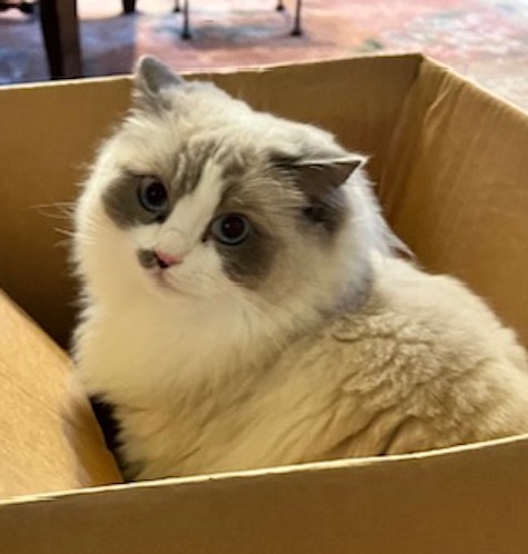 Photo of Sassy a Ragdoll cat who needs a home