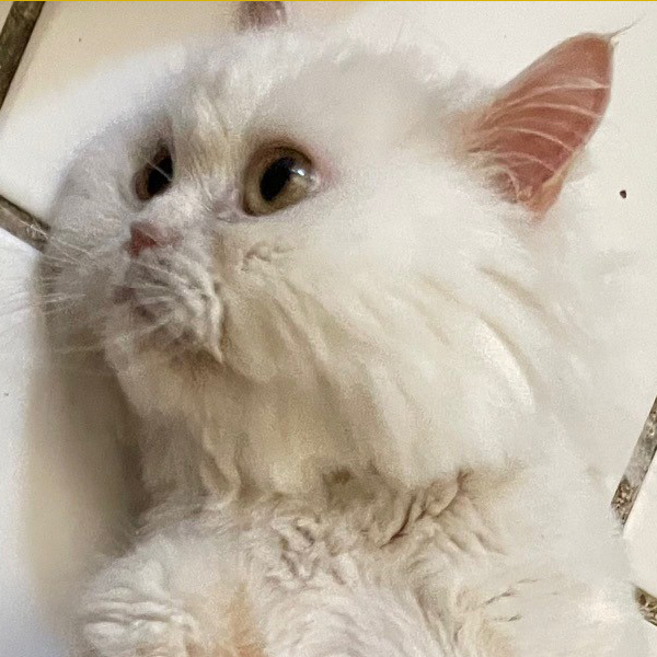 Photo of Tinkerbell a White Persian Cat