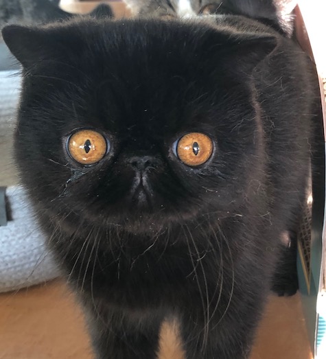 Photo of Bagheera a Black Exotic Shorthair Persian cat who needs a home