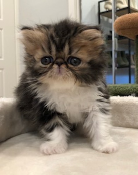Photo of Cuteness a Tabby Persian kitten who needs a home