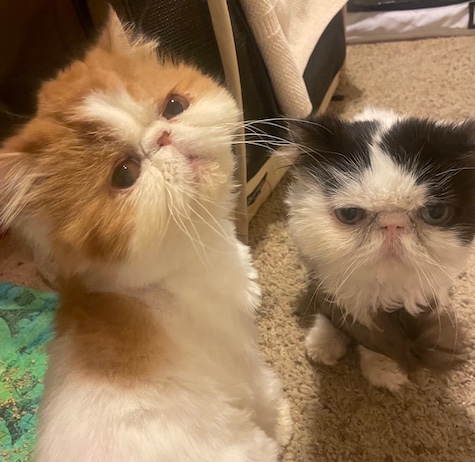 Photo of Ginger and Jasper pair of Persian Cats who need a home