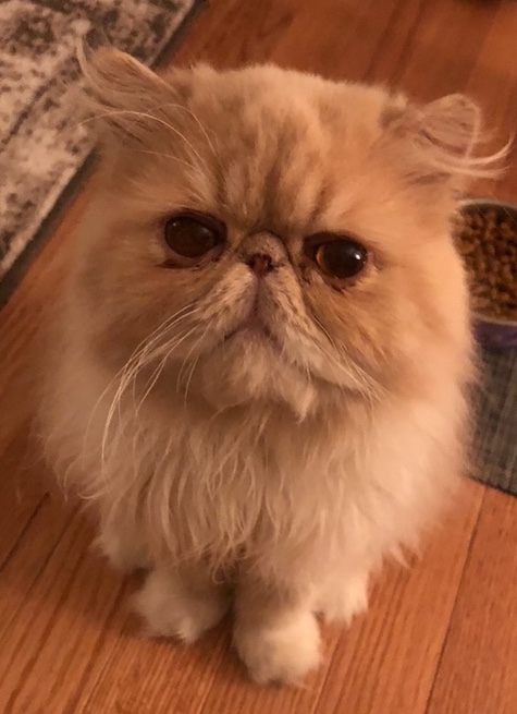 Photo of Hank a Cream and White Persian
