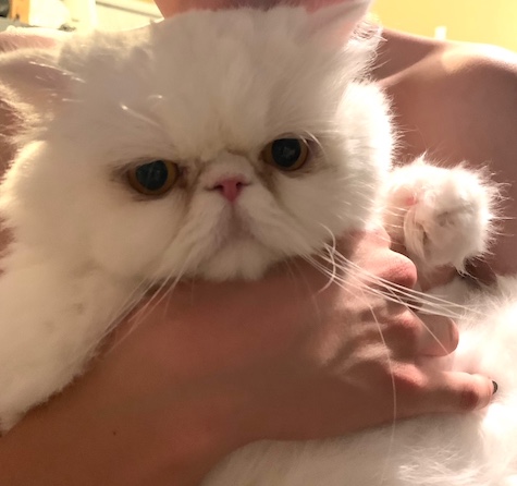 Photo of Lizzie a White Persian cat who needs a home