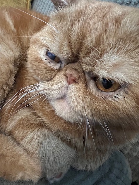 Photo of Mr Hobbs an Exotic Shorthair Persian rescue face closeup