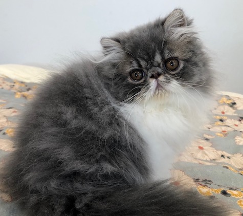 Photo of Paco a Persian Kitten in rescue