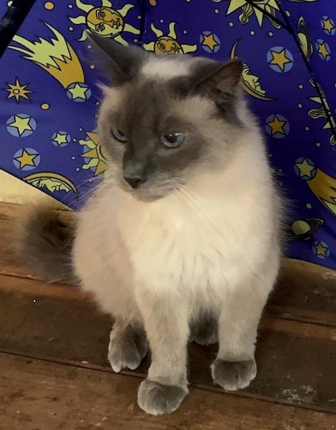 Photo of Sherpa a Blue Point Himalayan Mix who needs a home