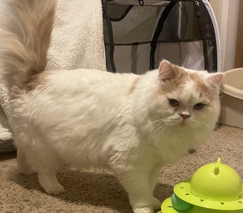 Photo of Ari a Straight Ear Scottish Fold cat who needs a home