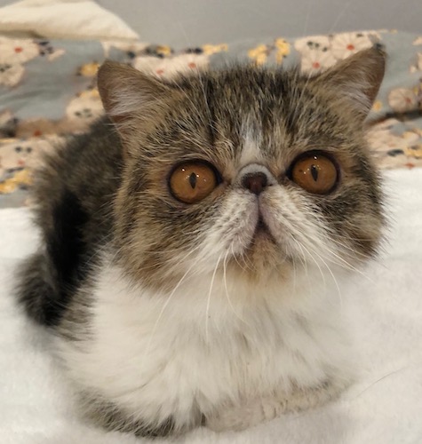 Photo of Bonnie a Tabby and White Persian cat who needs a home