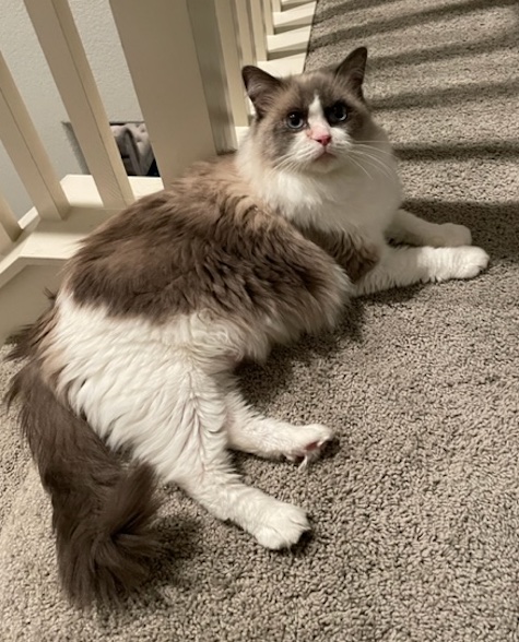 Photo of Cissy a Ragdoll cat who needs a home