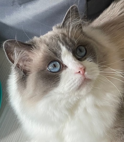 Photo of Cissy a Ragdoll cat who needs a home