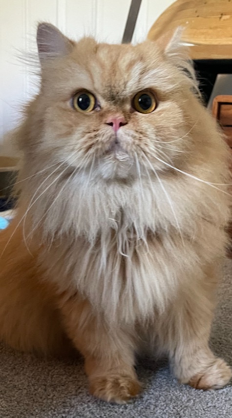 Photo of Milo a Cream Persian cat who needs a home