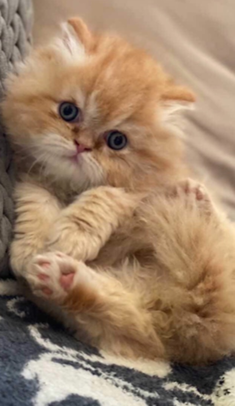 Baby picture of Milo a Red Persian cat who needs a home