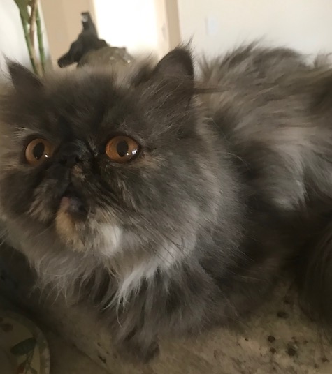 Photo of Sarah a Blue Creme Persian cat who needs a home