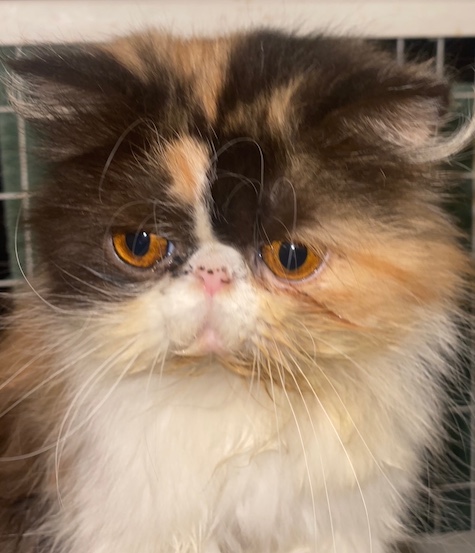 Photo of Aspen a female Calico Persian cat who needs a home