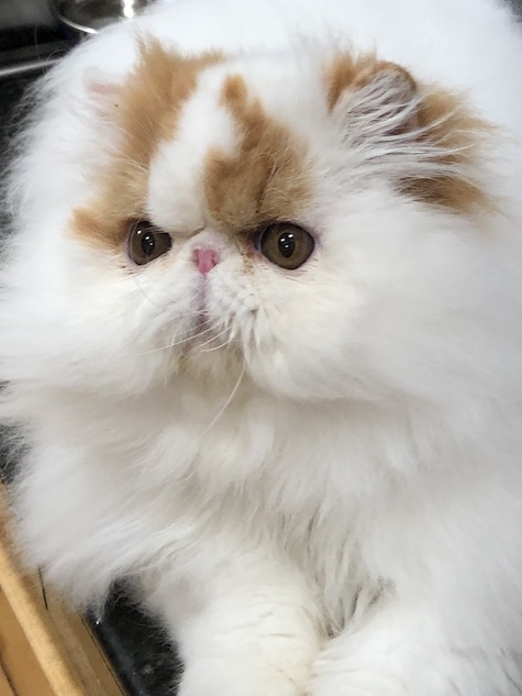 Photo of Calvin a White and Red Persian cat who needs a home