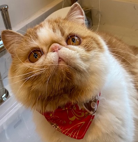 Photo of Grant a Red and White Persian cat who needs a home