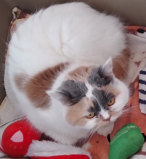 Photo of Alexandra a Calico Persian cat who needs a home