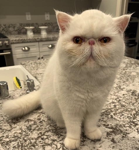 Photo of Corey a White Exotic Shorthair Persian cat who needs a home