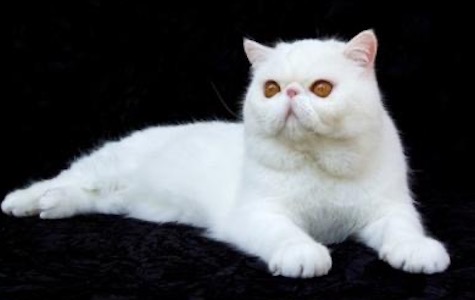 Photo of Lulu a White Persian cat who needs a home