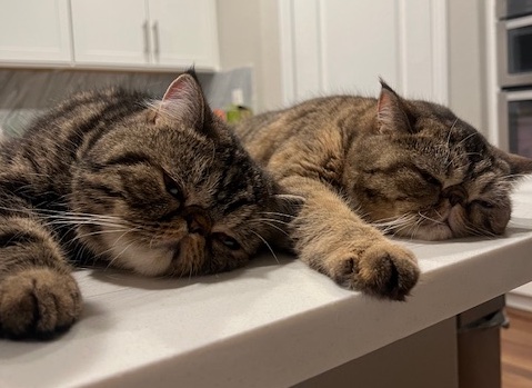 Alfred and Misty – BONDED PAIR