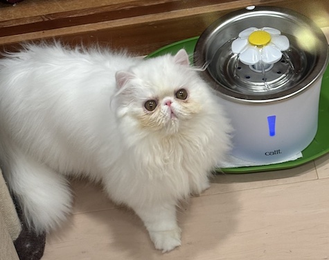 Photo of Albi a White Persian cat who needs a home